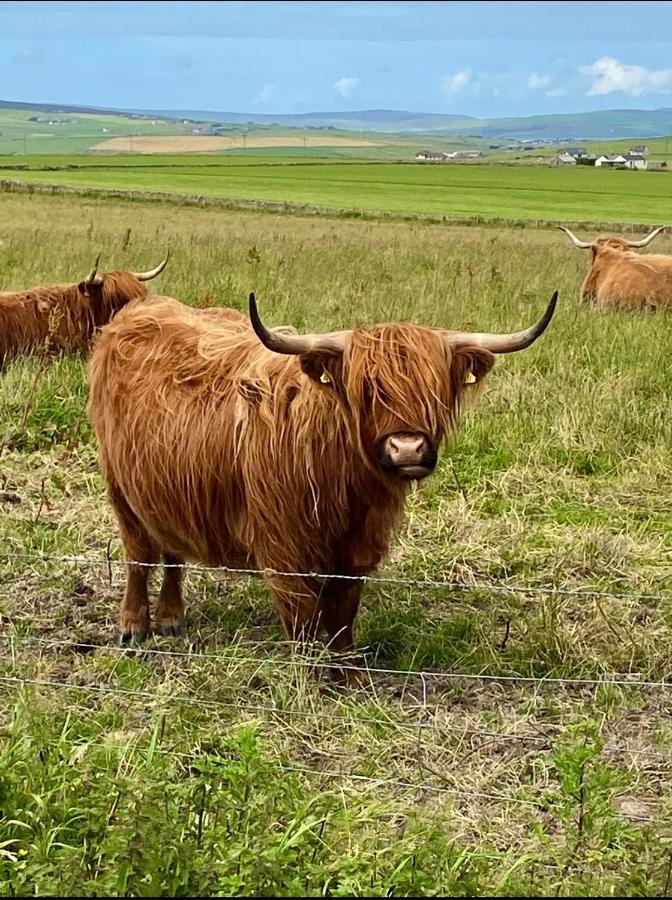 Peedie Cott Self-Catering, Orkney Saint Margarets Hope Ngoại thất bức ảnh